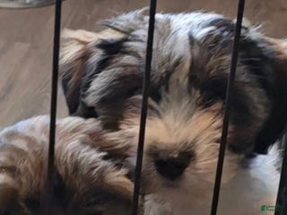 Jackapoo dogs - Ad 23