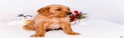 Golden Retriever dogs for sale: Dakoda - Ad 6