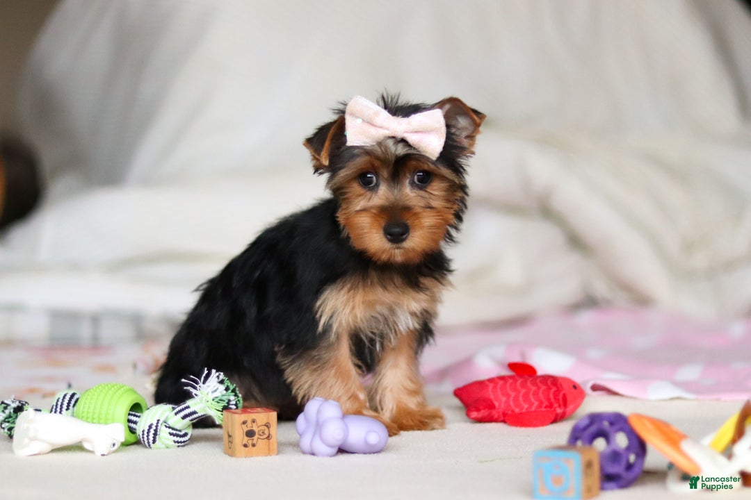 Yorkshire Terrier dogs for sale: Dolly - Ad 9