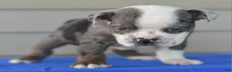 Mixed Breed dogs for sale: Tank hybrid bulldog puppy - Ad 6
