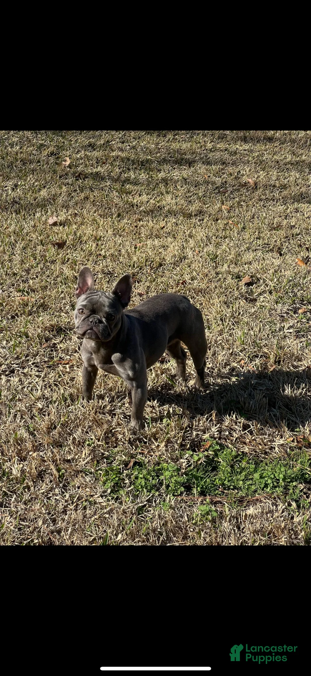 French Bulldog dogs for sale: French Bulldog 2 - Ad 5