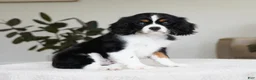 Cavalier King Charles Spaniel dogs for sale: Molly - Ad 4