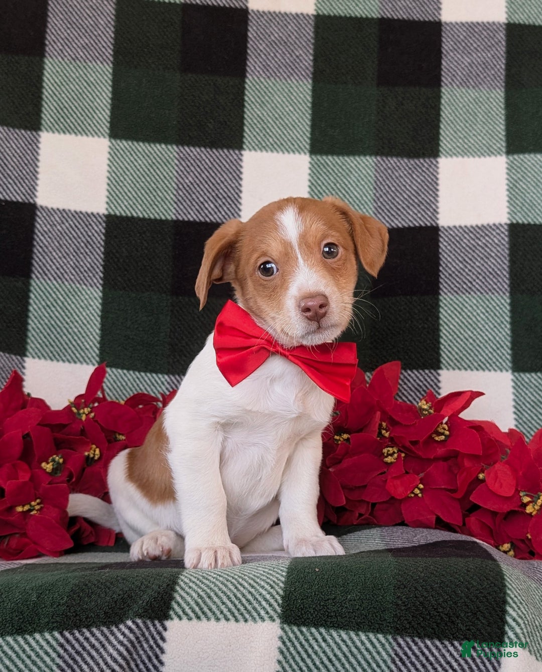 Jackapoo dogs for sale: Barrister - Ad 3