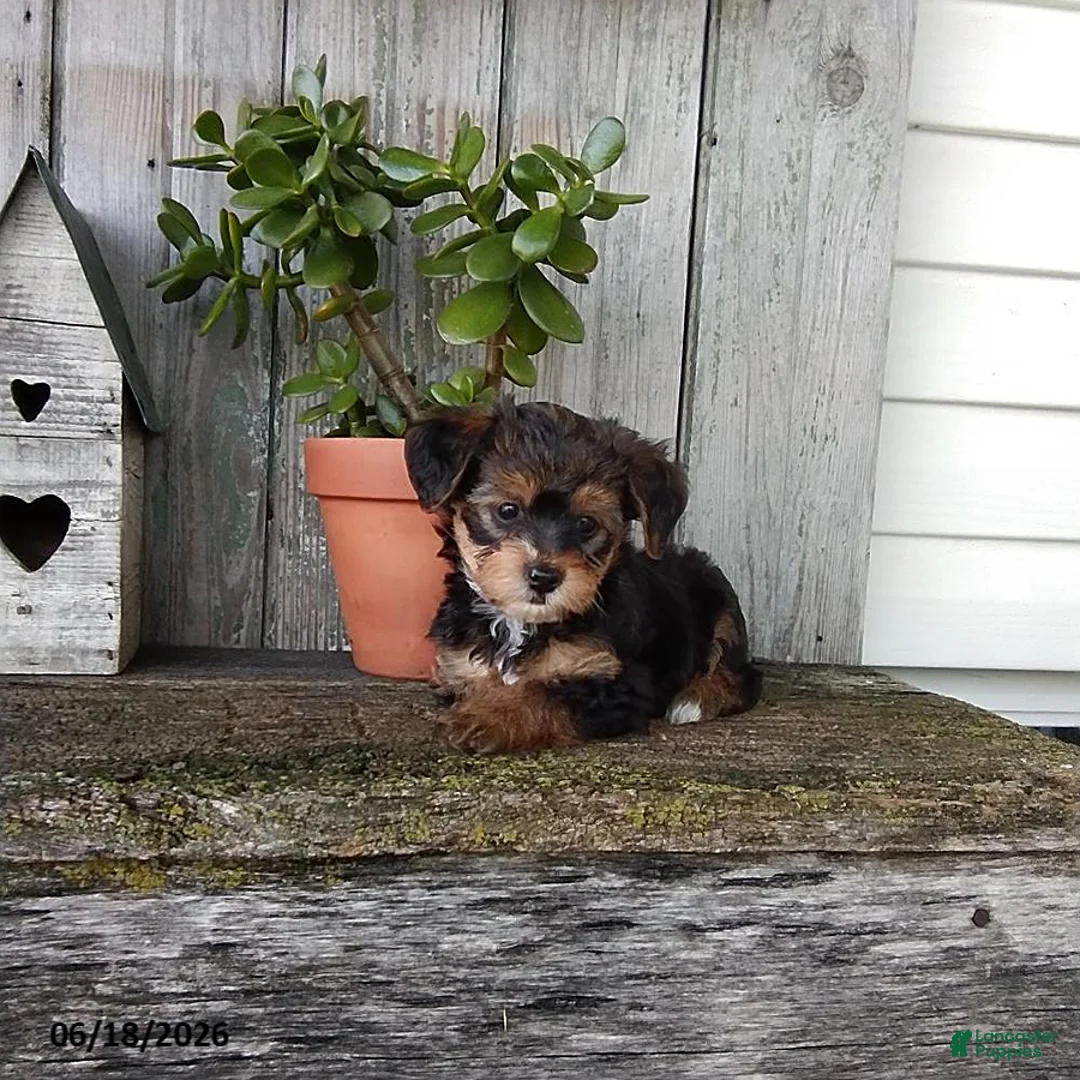 Yorkiepoo dogs for sale: Kali - Ad 4