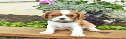 Cavalier King Charles Spaniel dogs for sale: Doug  - Ad 3