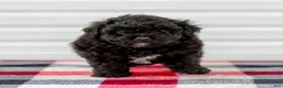 Mini Aussiedoodle dogs for sale: Chloe - Ad 1