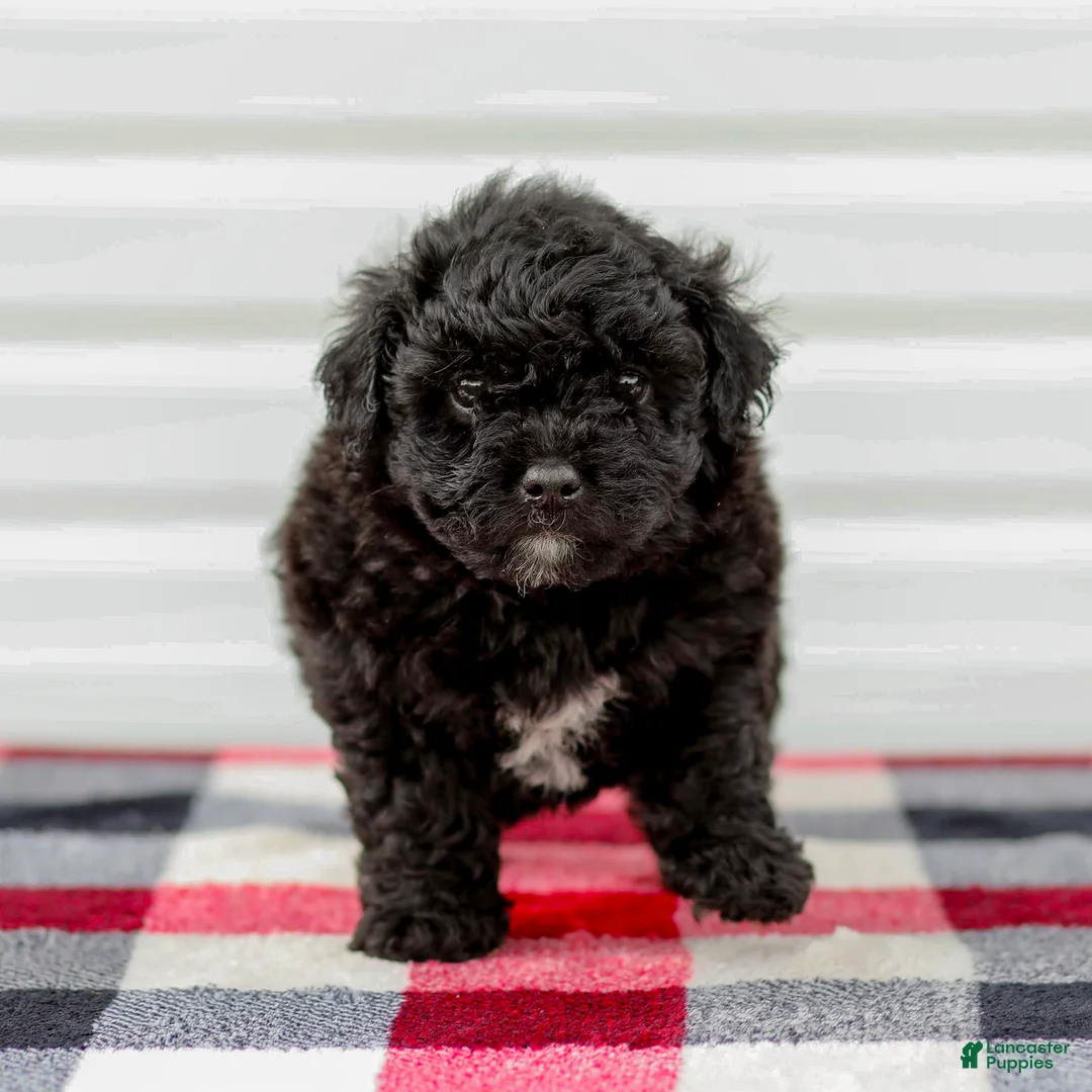 Mini Aussiedoodle dogs for sale: Chloe - Ad 1