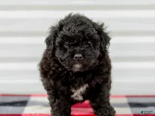 Mini Aussiedoodle dogs for sale: Chloe - Ad 1