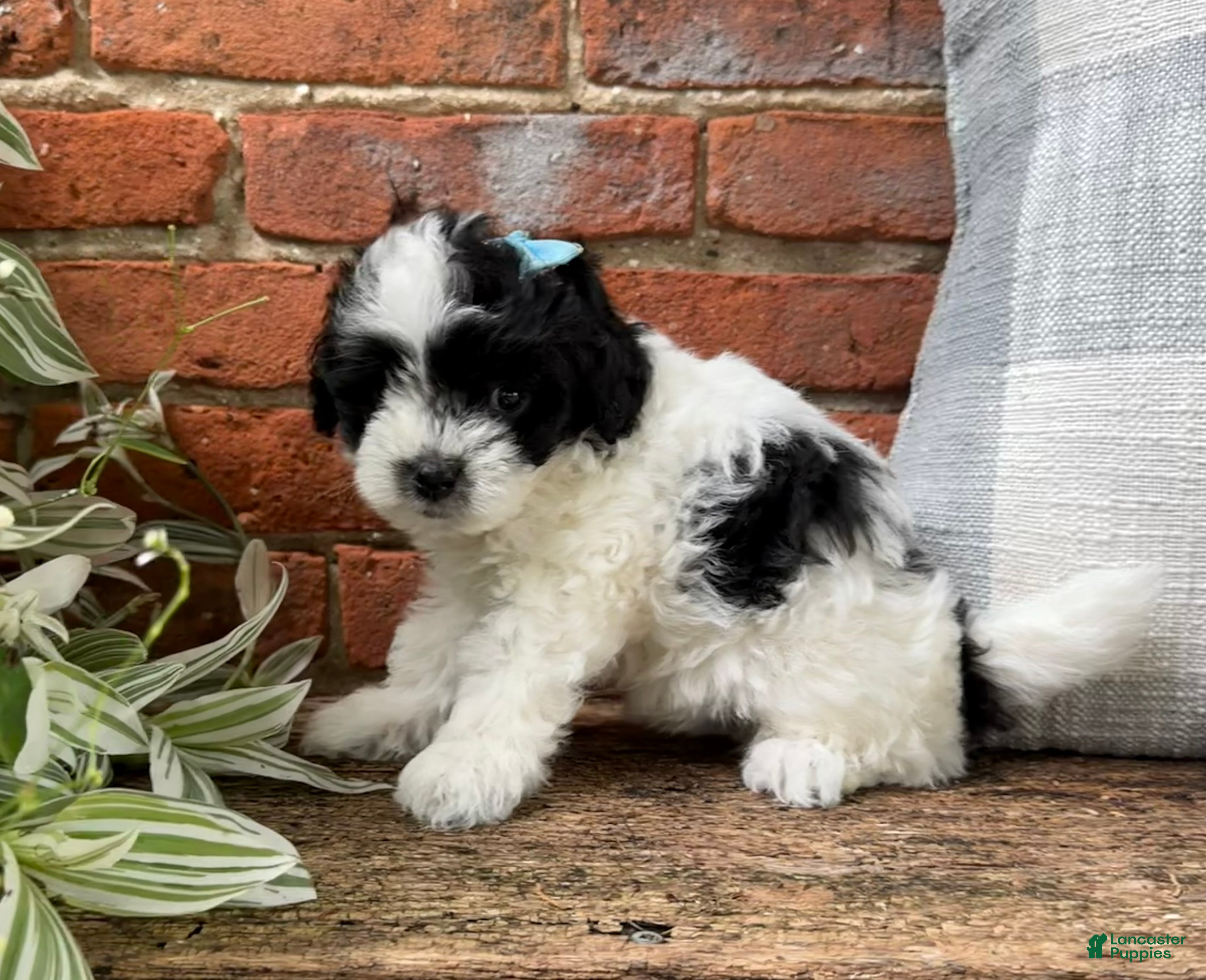 Havapoo dogs Annie - Ad 2