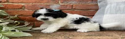 Havapoo dogs for sale: Annie - Ad 2