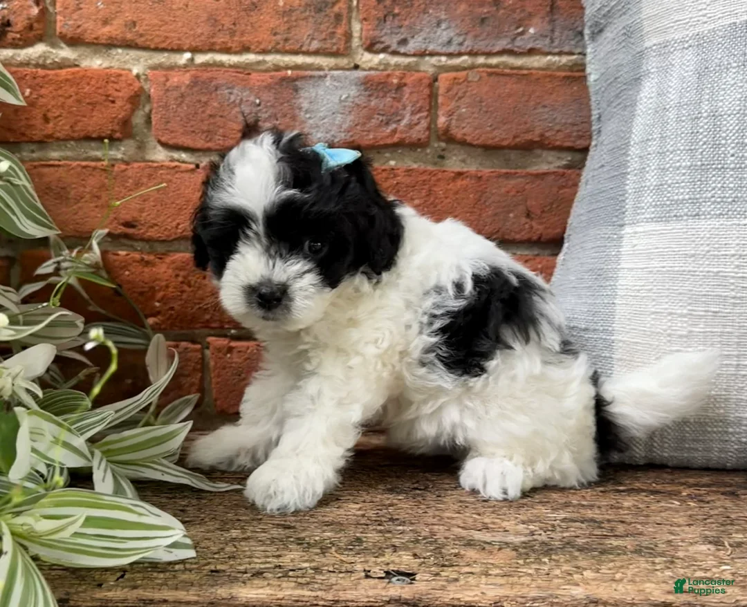 Havapoo dogs for sale: Annie - Ad 2