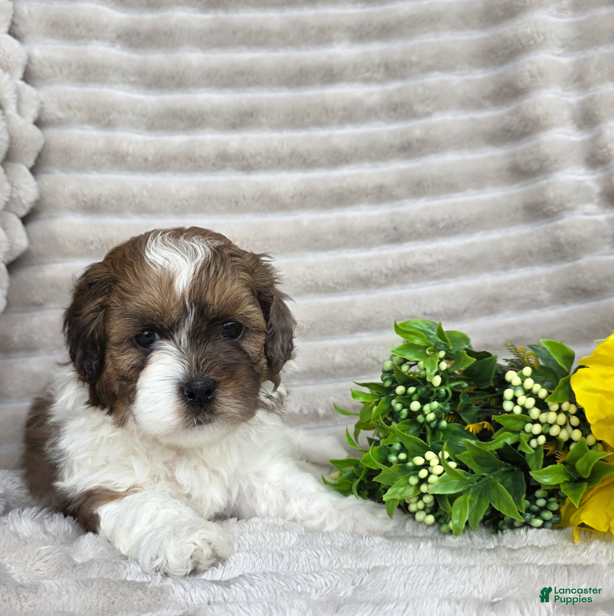 Shihpoo dogs Chief - Ad 2