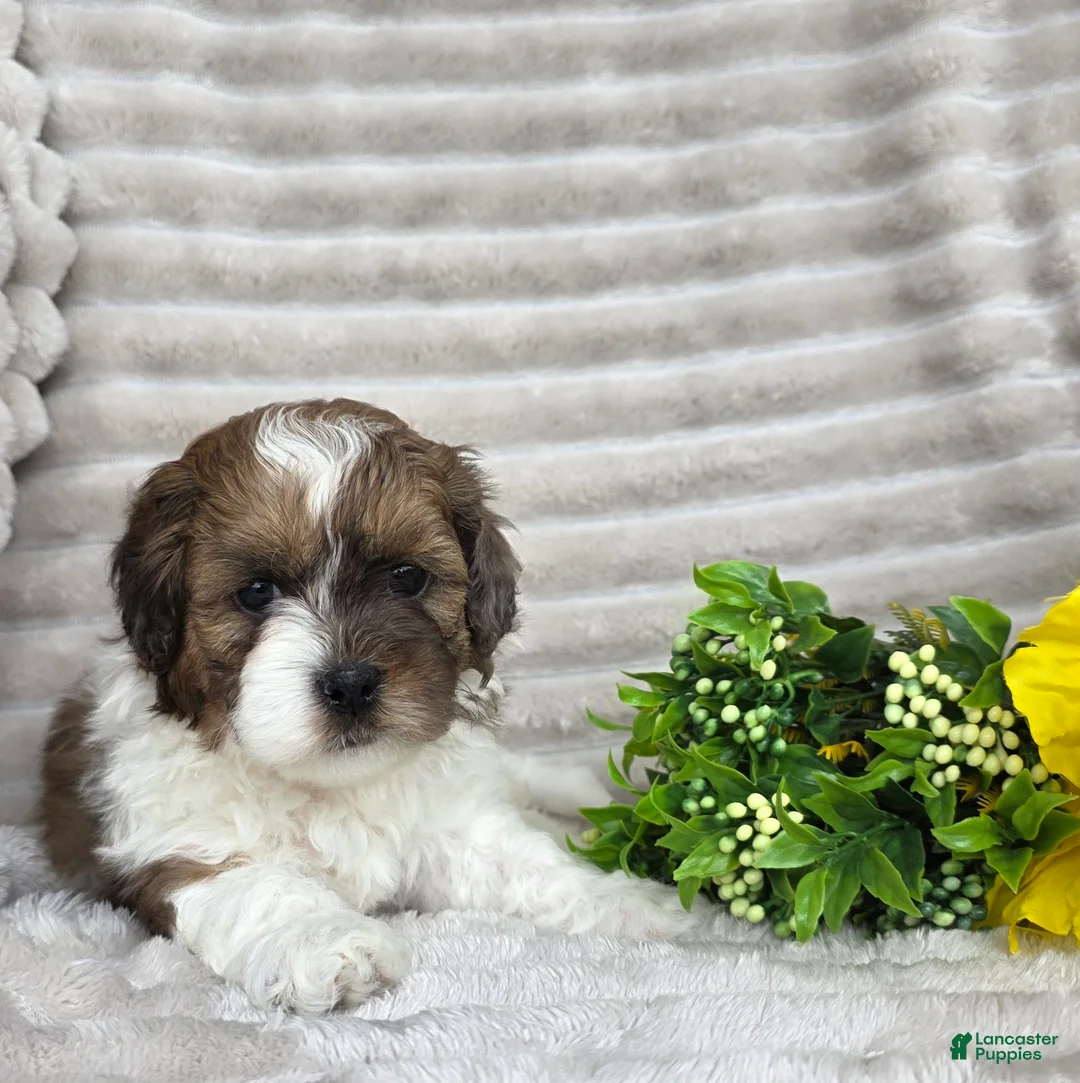 Shihpoo dogs for sale: Chief - Ad 2