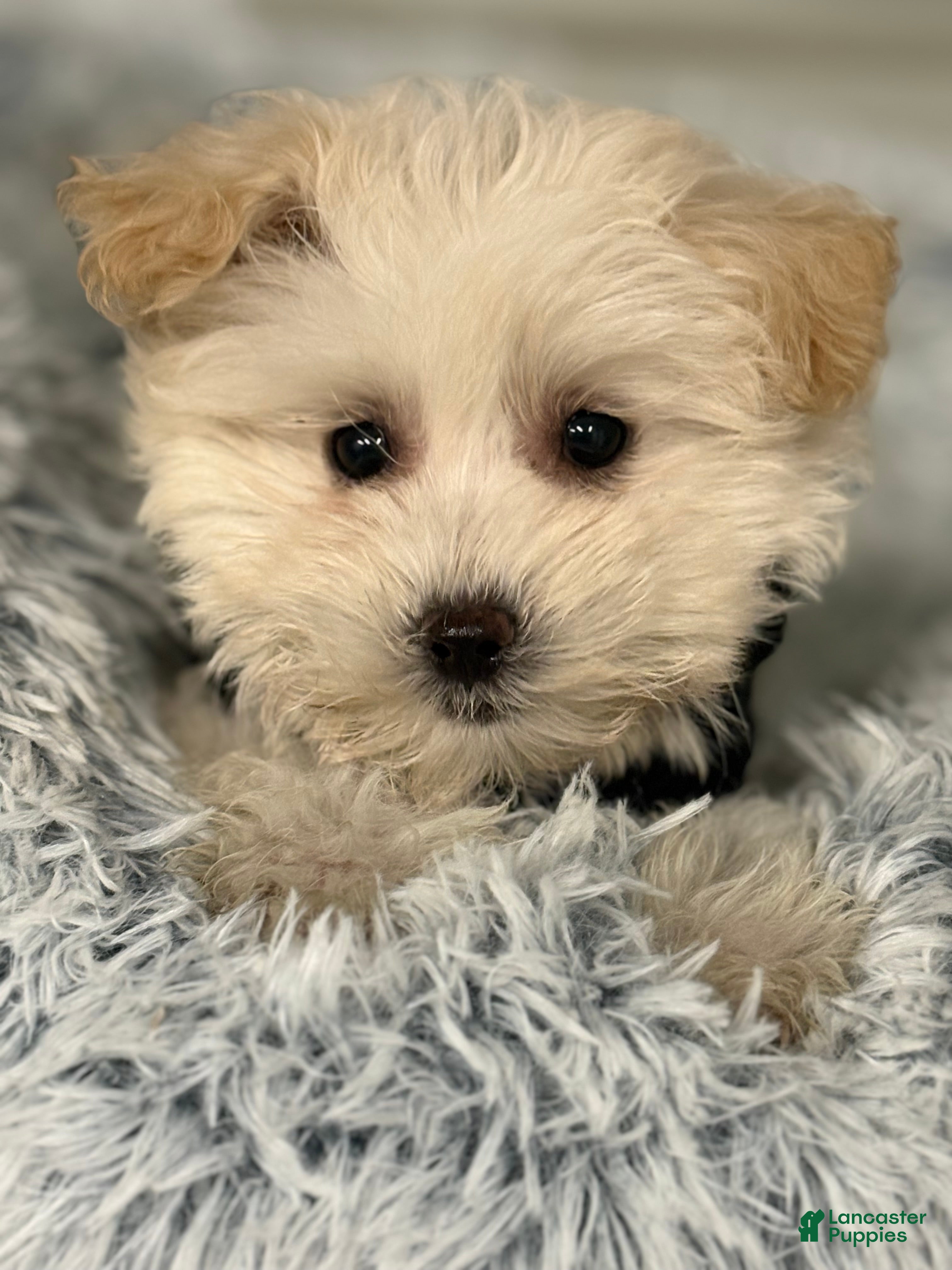 Mixed Breed dogs Luca - Ad 8