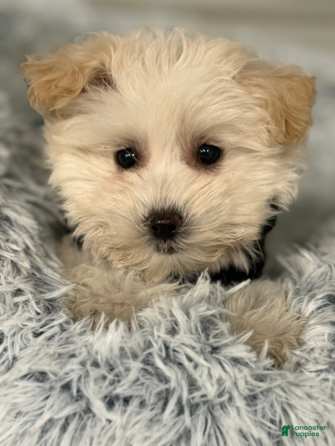 Mixed Breed dogs for sale: Luca - Ad 1