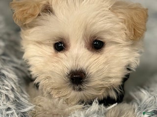 Mixed Breed dogs Luca - Ad 1