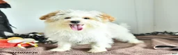 Pomapoo dogs for sale: Freddy - Ad 3