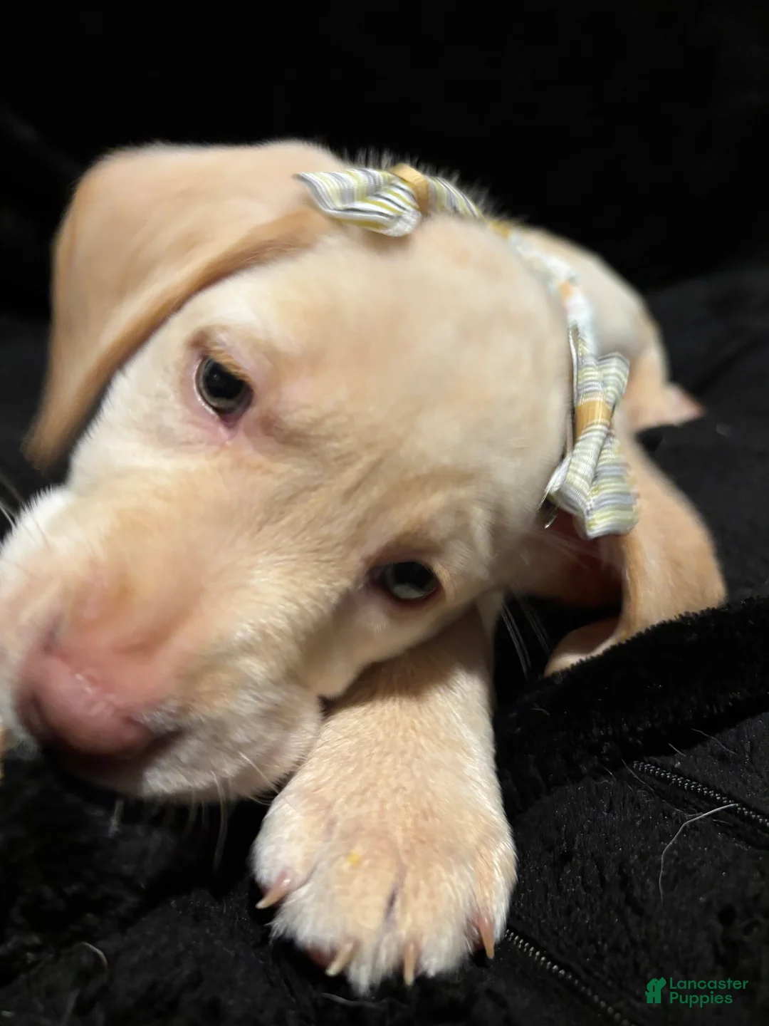 Labrador Retriever dogs for sale: Snow White  - Ad 2