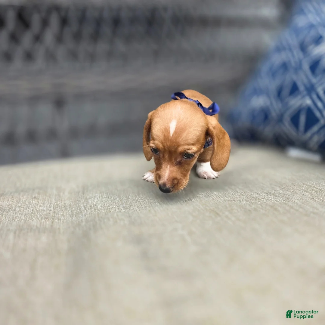 Miniature Dachshund dogs for sale: Blue Girl - Ad 2