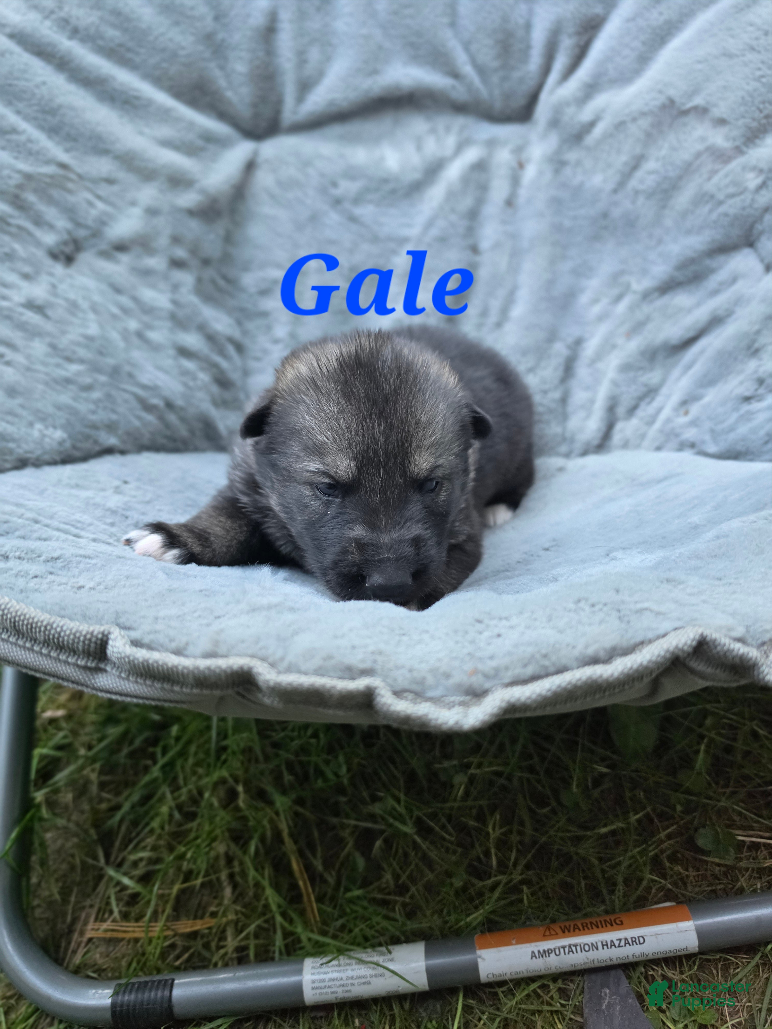 Gerberian Shepsky dogs for sale: Gale - Ad 2