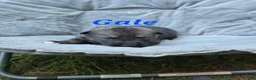 Gerberian Shepsky dogs for sale: Gale - Ad 2