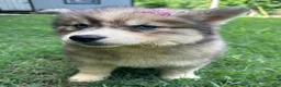 Siberian Husky dogs for sale: RUBY - Ad 24