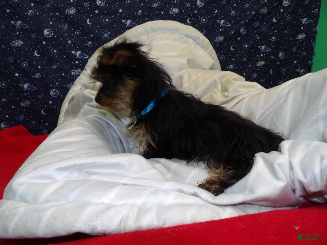 Yorkshire Terrier dogs for sale: Jack - Ad 4