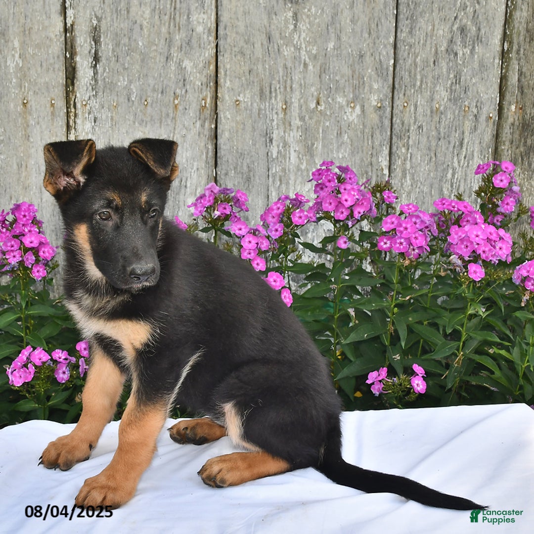 German Shepherd dogs for sale: Kelsey - Ad 25