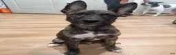 Mixed Breed dogs for sale: Mixed Breed 1 - Ad 1