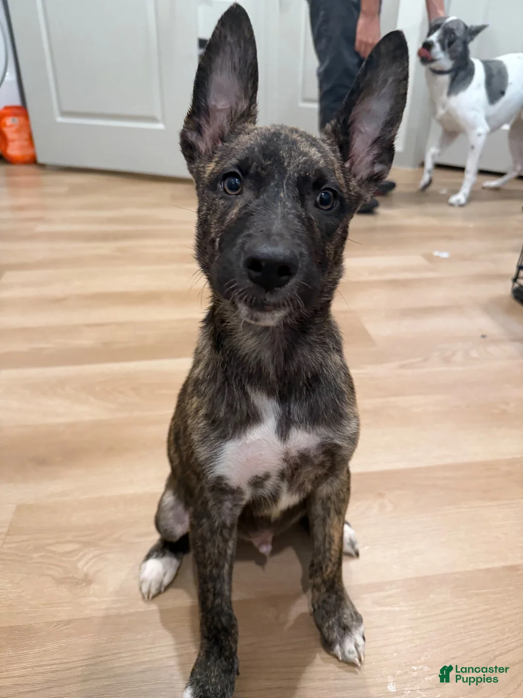 Mixed Breed dogs for sale: Mixed Breed 1 - Ad 1