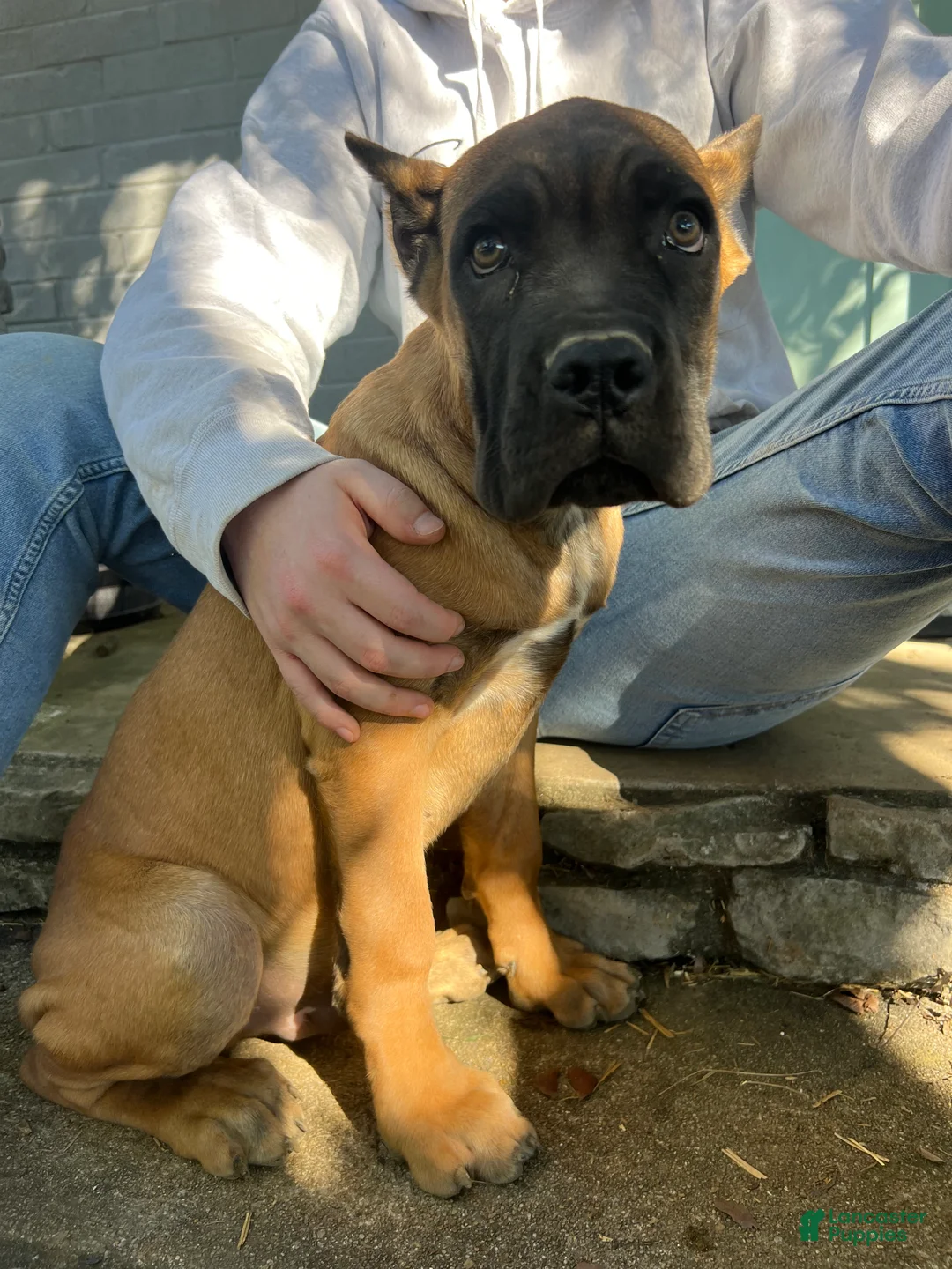 Cane Corso dogs for sale: Silver Collar Male - Ad 1