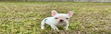 French Bulldog Puppy 7