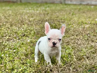 French Bulldog dogs French Bulldog Puppy 7 - Ad 6