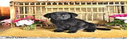 Golden Shepherd dogs for sale: Raisin - Ad 10