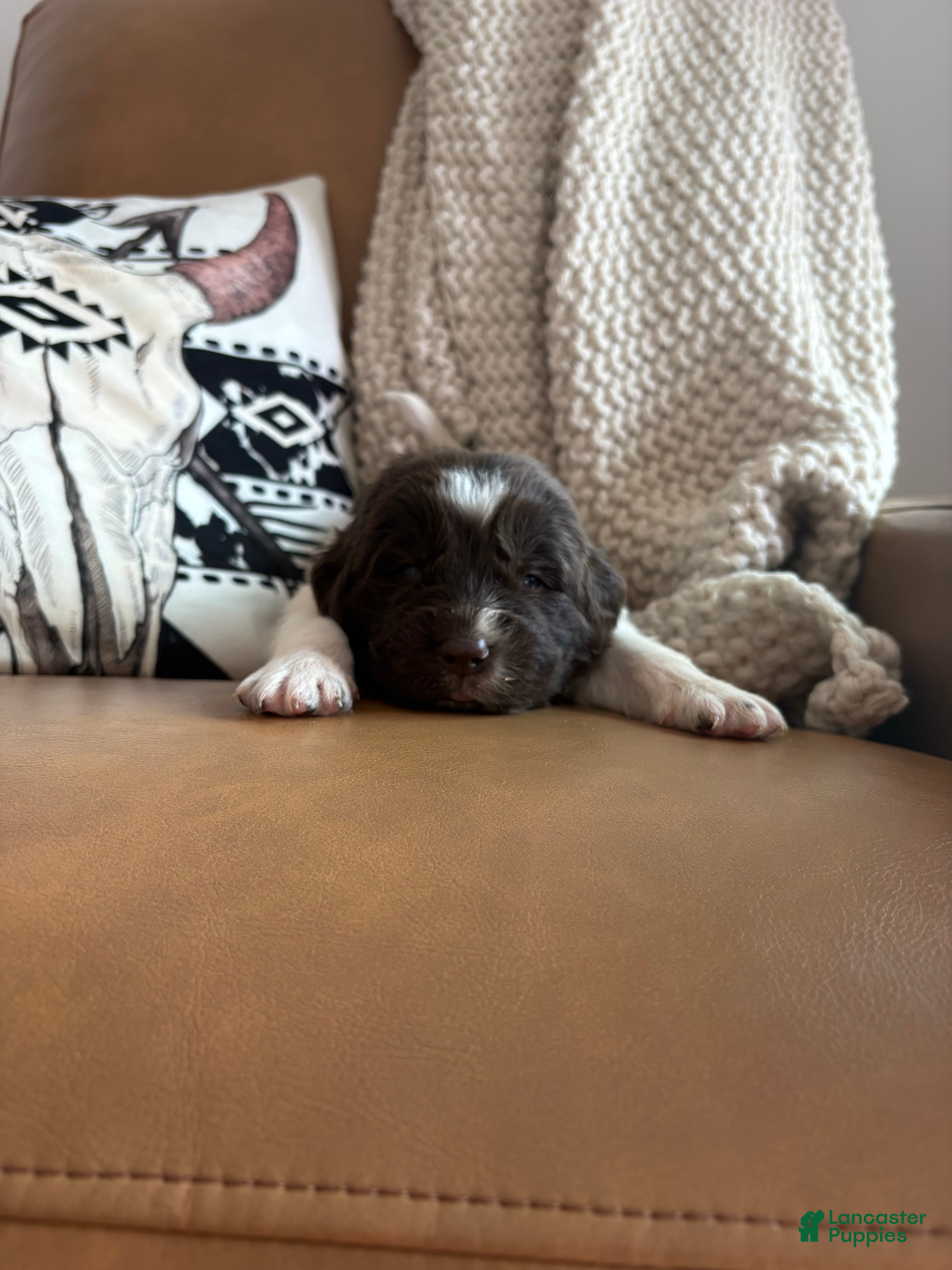 Newfoundland dogs Brooklyn  - Ad 24