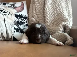 Newfoundland dogs Brooklyn - Ad 24