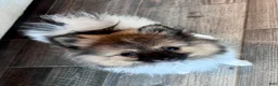 Pomeranian dogs for sale: Mons - Ad 3