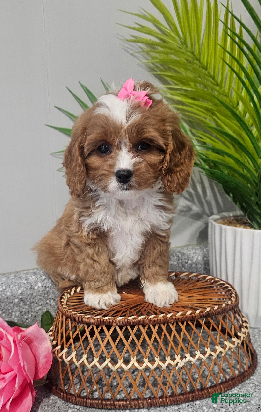Cavapoo dogs for sale: Lil Shiloh  - Ad 12