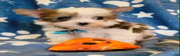 Yorkshire Terrier dogs for sale: Huckleberry, aka Huck Teacup Parti Yorkshire Terrier  - Ad 2