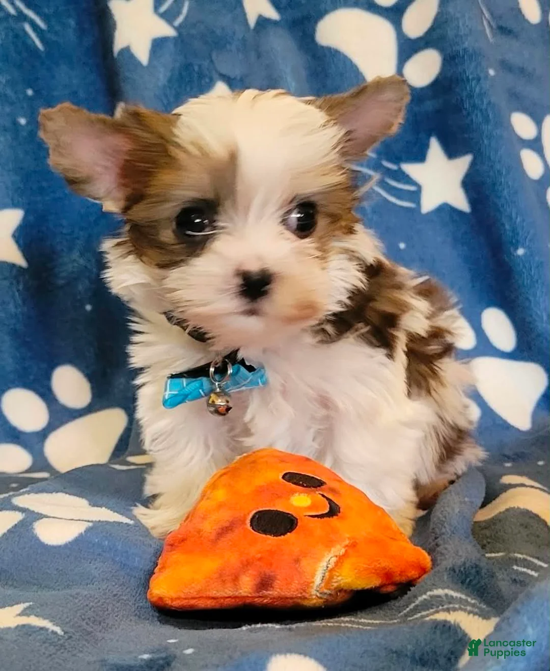 Yorkshire Terrier dogs for sale: Huckleberry, aka Huck Teacup Parti Yorkshire Terrier  - Ad 2