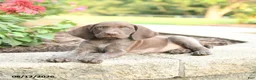 German Shorthaired Pointer dogs for sale: Abe  - Ad 3