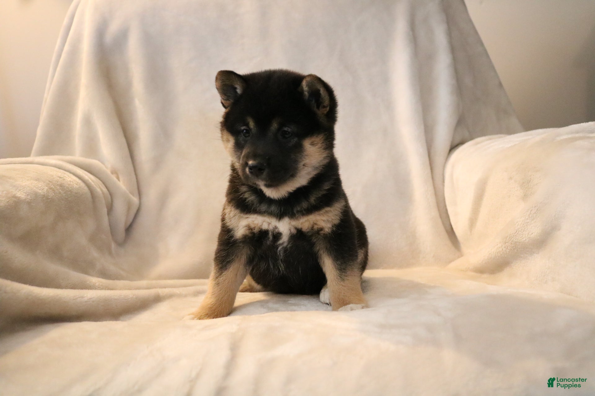 Shiba Inu dogs Sophie  - Ad 37