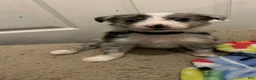 Border Collie dogs for sale: Guy Penrod - Ad 2
