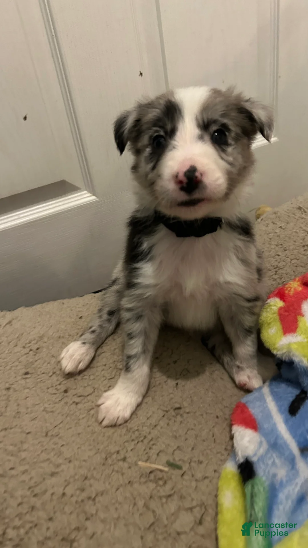 Border Collie dogs for sale: Guy Penrod - Ad 2