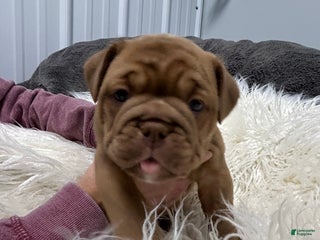 Olde English Bulldogge dogs - Ad 38