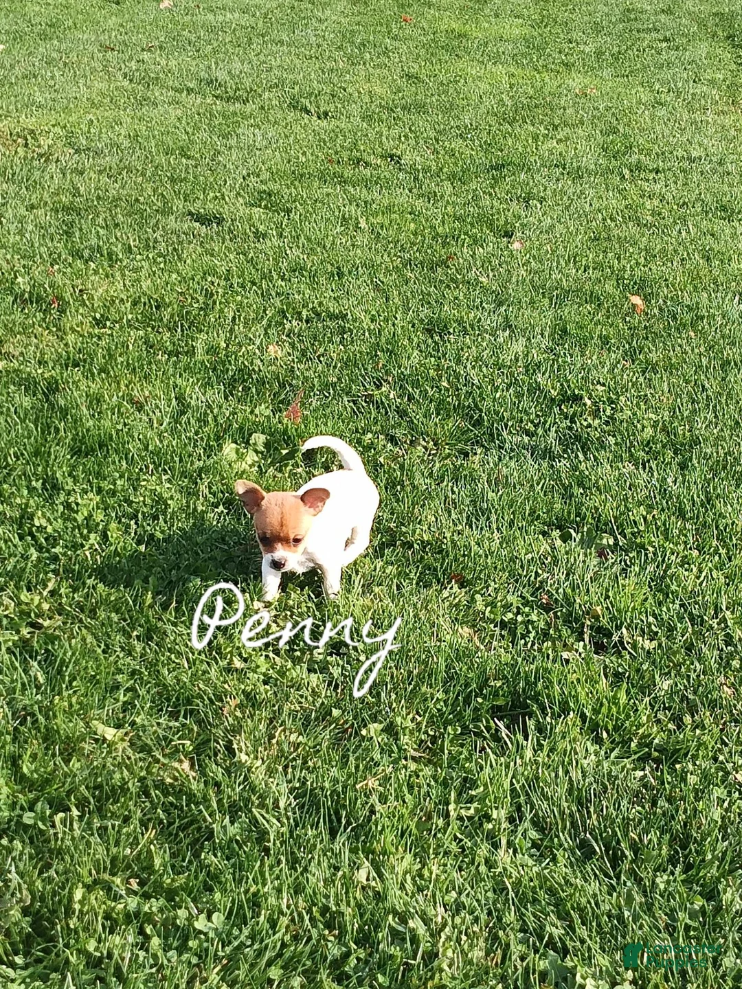 Chihuahua dogs for sale: Chihuahua 1 - Ad 1