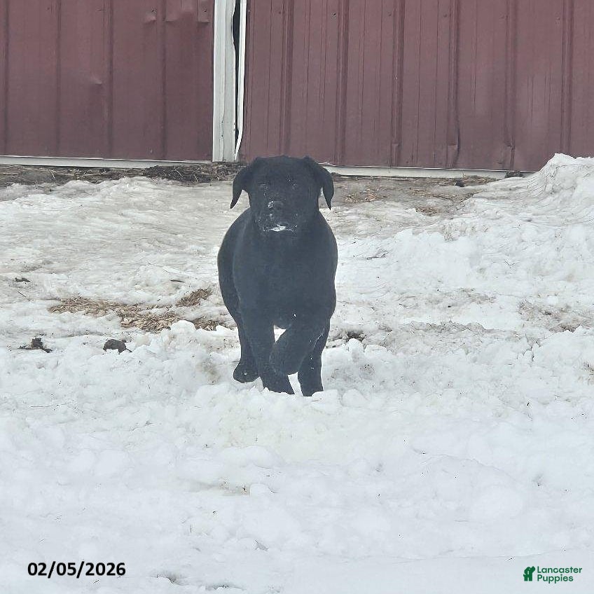 Labrador Retriever dogs Sunrise - Ad 21