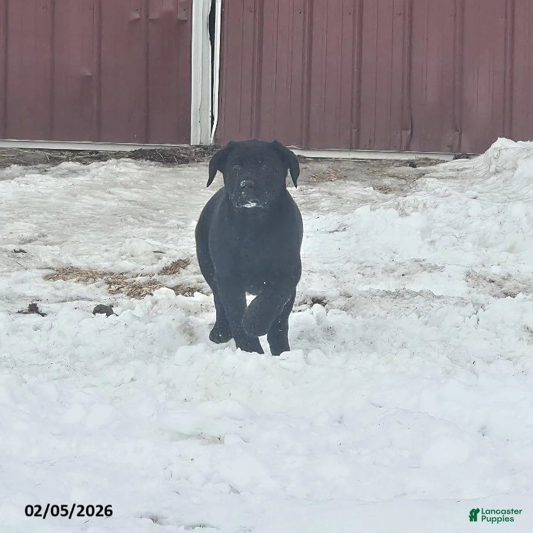 Labrador Retriever dogs for sale: Sunrise - Ad 1