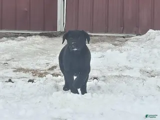 Labrador Retriever dogs Sunrise - Ad 21