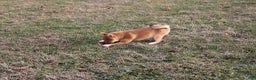 Shiba Inu dogs for sale: Aphrodite  - Ad 8